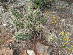Echinocereus enneacanthus enneacanthus