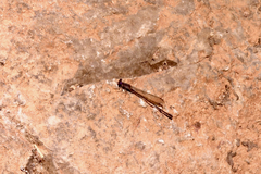 Argia anceps