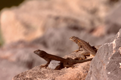 Sceloporus edbelli