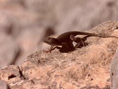 Sceloporus merriami