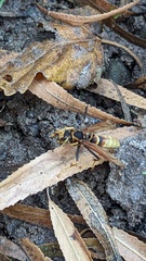 Polistes comanchus