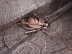 Cyphoderris monstrosa