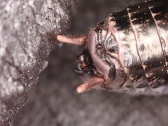Cyphoderris monstrosa