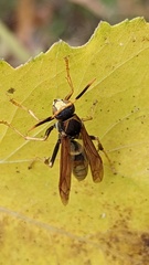 Polistes comanchus