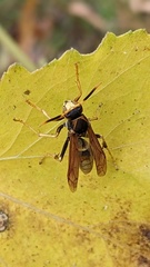 Polistes comanchus