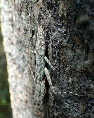 Liturgusa