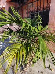 Arecaceae