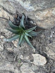 Dudleya lanceolata