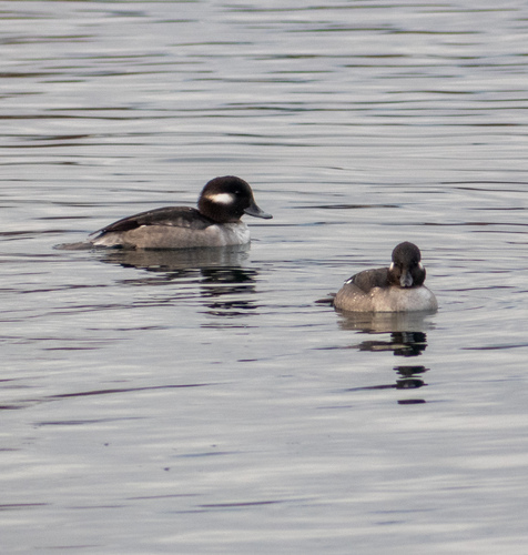 Bufflehead photographed in Colorado