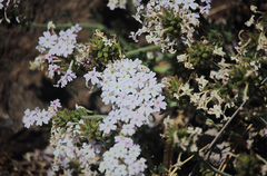 Glandularia berteroi