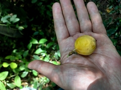 Passiflora tenuifila