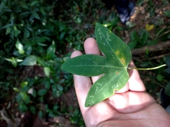 Passiflora tenuifila