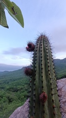 Stenocereus thurberi