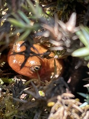 Dendropsophus microcephalus