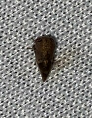 Ophiderma