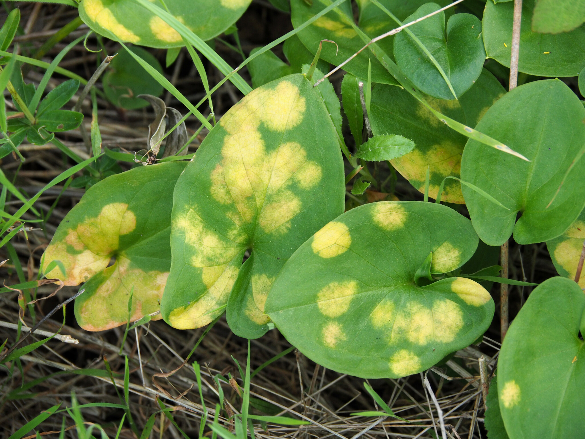Phyllosiphon arisari