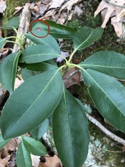 Diaporthe kalmiae
