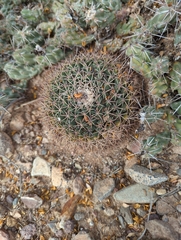 Mammillaria meiacantha