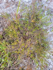 Polygonum dentoceras