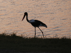 Ephippiorhynchus senegalensis