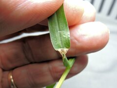 Cenchrus echinatus