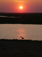Ephippiorhynchus senegalensis