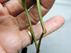 Cenchrus echinatus