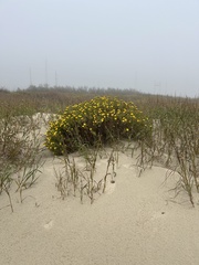 Rayjacksonia phyllocephala