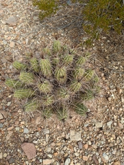 Echinocereus enneacanthus enneacanthus