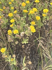 Rayjacksonia phyllocephala