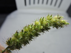 Cenchrus echinatus