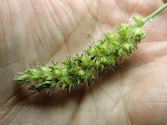 Cenchrus echinatus