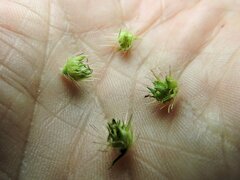 Cenchrus echinatus