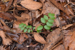 Polemonium reptans