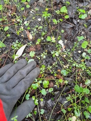 Ranunculus glabrifolius