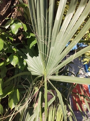 Coryphoideae