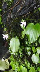 Impatiens scapiflora