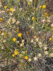 Porophyllum scoparium