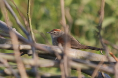 Synallaxis albescens