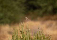 Crithagra albogularis