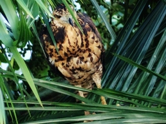 Buteogallus