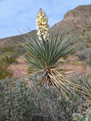 Yucca torreyi