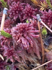 Sphagnum angustifolium