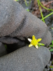 Ranunculus glabrifolius