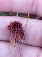 Sphagnum angustifolium