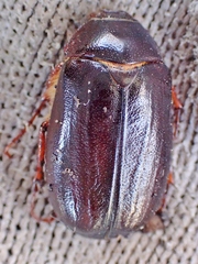 Phyllophaga