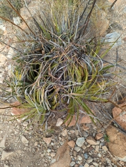 Hechtia texensis