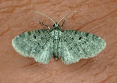 Eupithecia
