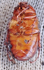 Phyllophaga