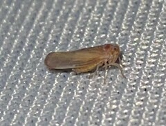 Omolicna